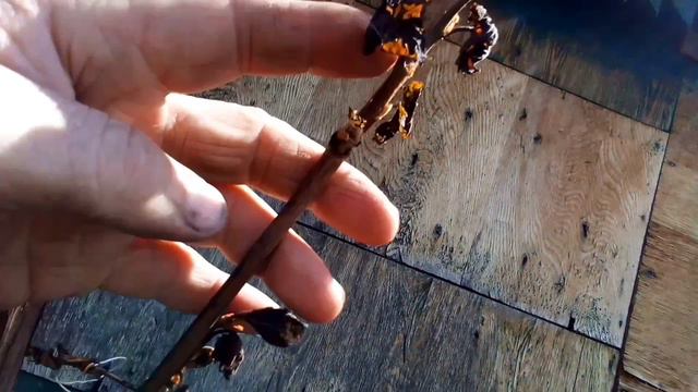 Тольятти 14 мая заморозки смотреть онлайн