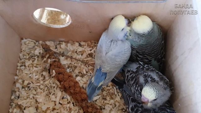 Малыши крикуны || Птенцы выставочного волнистого попугая смотреть онлайн