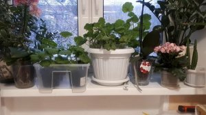 ВАЖНЫЕ правила ВНЕСЕНИЯ УДОБРЕНИЙ для комнатных растений.