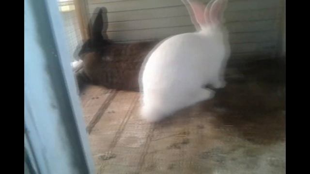 беременна или не беременна крольчиха ? контрольная случка с молодым кролом))) смотреть онлайн