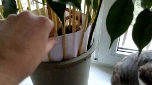 Как защитить комнатные растения от кошек / Лайфхак