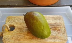 Как вырастить манго из косточки в домашних условиях