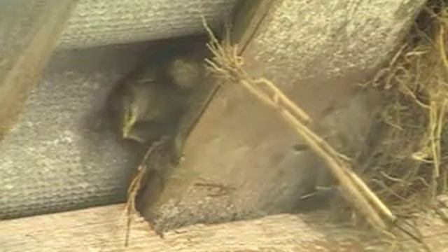 птица кормит птенцов