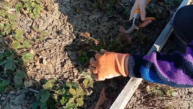 Весенний уход за земляникой мелкоплодной.ОБЯЗАТЕЛЬНО это нужно сделать ??? смотреть онлайн