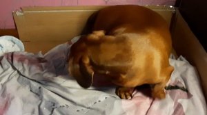 Начало родов у собаки, признаки родов, советы. Есть 2 часть смотрите мои видео.