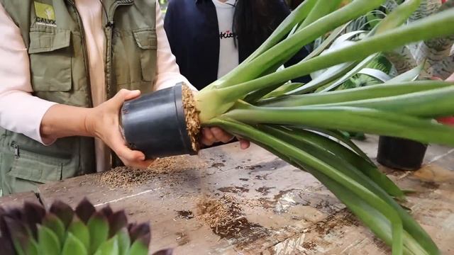 PLANTAS EPÍFITAS: Tillandsias, Bromelias Y Anturios │Candy Bu