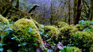 Абхазия, Гагра | Гагрипш – Живописное Гагрипшское ущелье, река и водопад вблизи Гагры весной