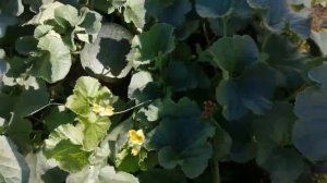 Дыни на грядке начали желтеть