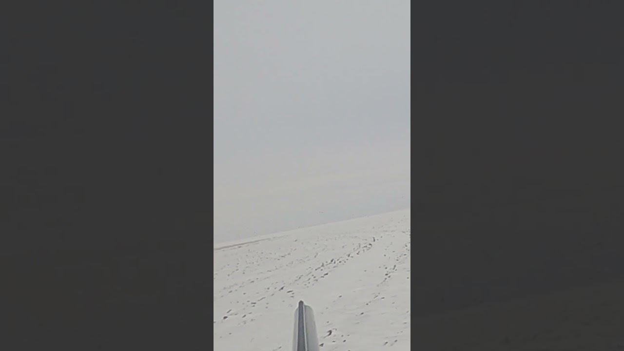 Красивый выход зайца или что-то пошло не по плану)) #охота #охотаназайца смотреть онлайн