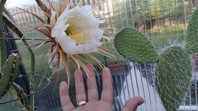 Коллекция кактусов.Selenicereus grandiflorus цветет,Детка разорвала тело кактуса. смотреть онлайн