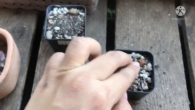 การขยายพันธุ์สายป่านดวงใจด่างชมพู ด้วยการปักชำ💗🌿🌱🥰 смотреть онлайн