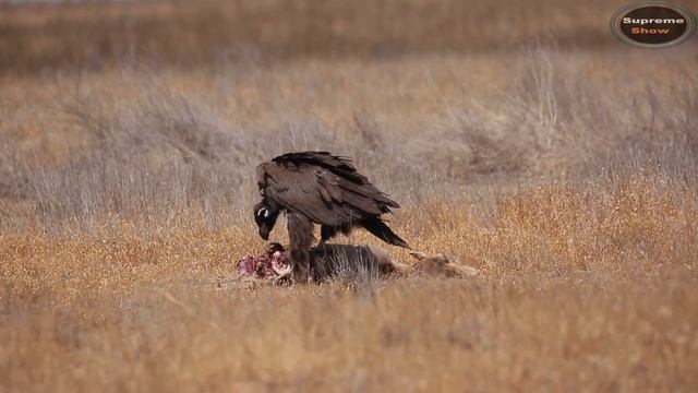 10 САМЫХ БОЛЬШИХ ЛЕТАЮЩИХ ПТИЦ В МИРЕ смотреть онлайн