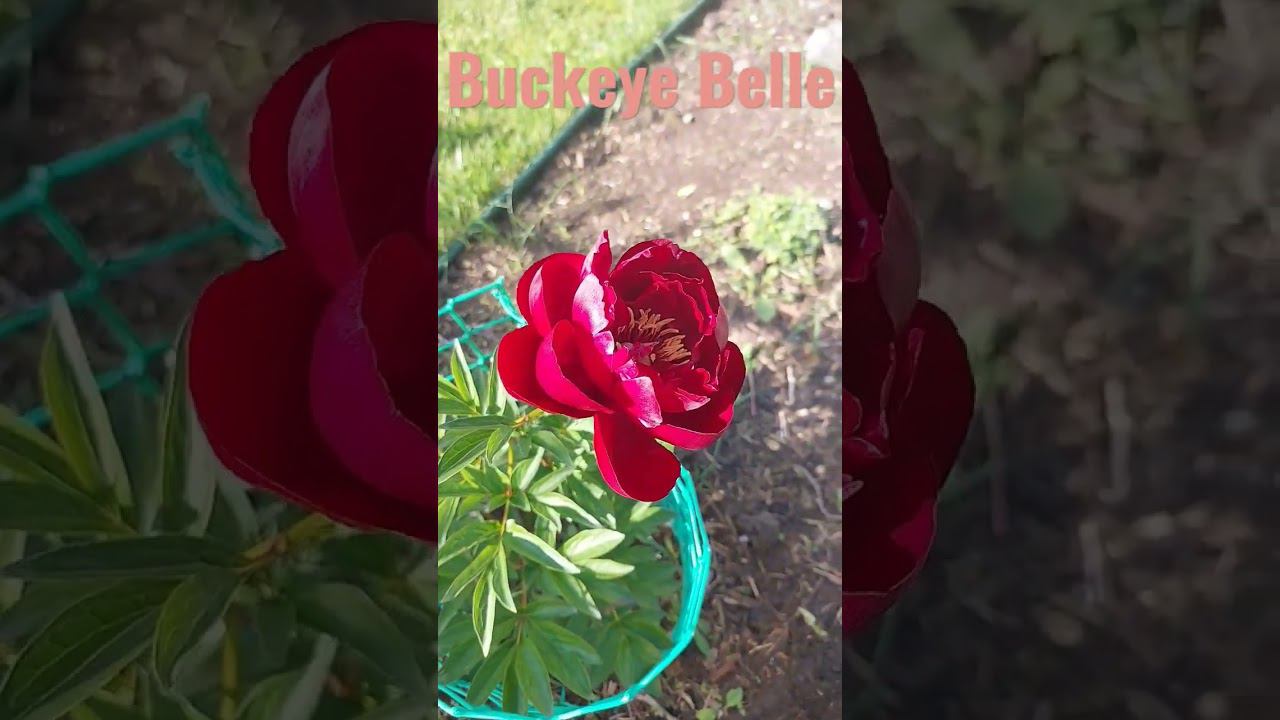 Пион Buckeye Belle (Бакей Бель)