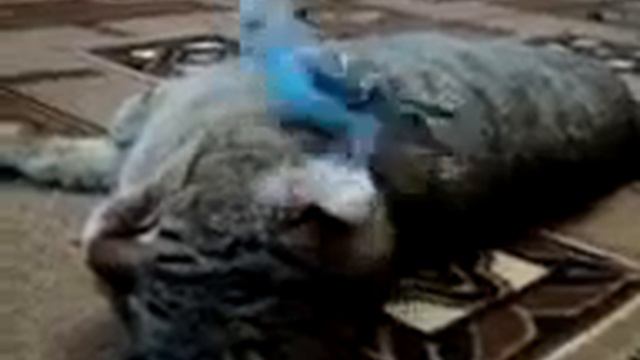 попугай кота замучил.3gp смотреть онлайн