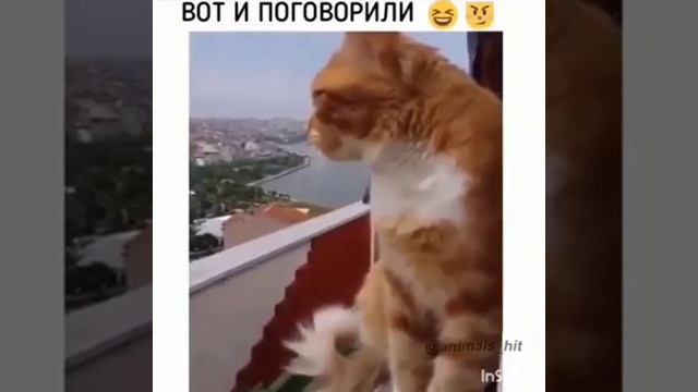 Кот и ворона разговаривают (как парень и его девушка) смотреть онлайн