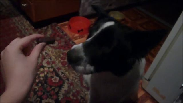 белка1 смотреть онлайн