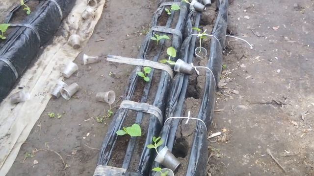 Висадка огурцов Маша.росаде 18день. смотреть онлайн