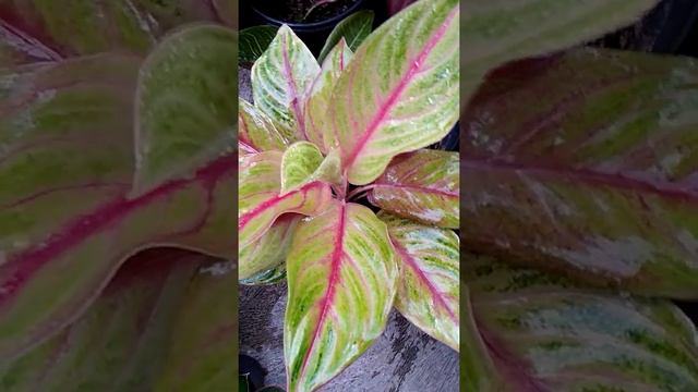 Aglaonema Red Panama