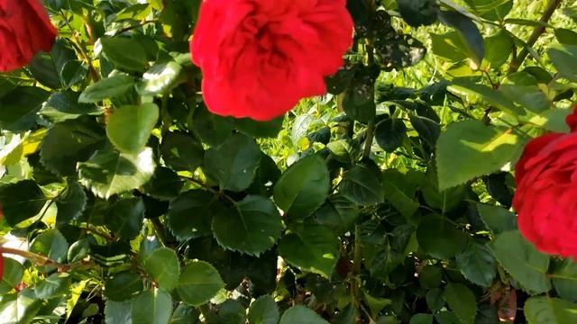 Первое цветение роз. Розы - первогодки. смотреть онлайн