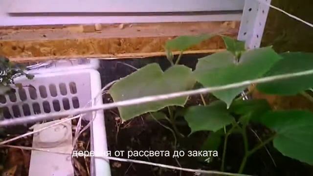 зимний садик: лук, чеснок, огурец и червяк