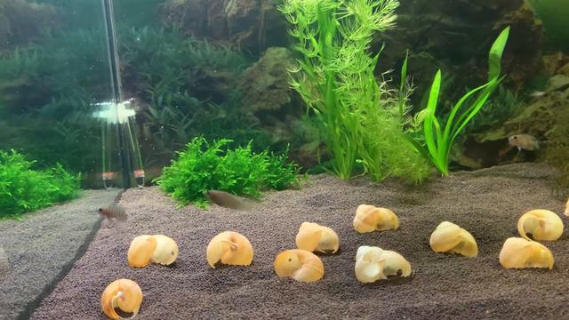 Neolamprologus similis eat tetra flakes. Лампрологус симилис едят хлопья от тетры. fish eat Рыба ес смотреть онлайн