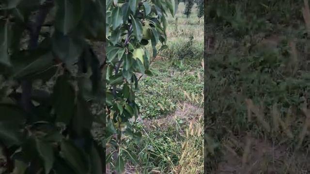 Груша сорт Дельбарью,RX12/47,Снежка #pear Delbarayu смотреть онлайн