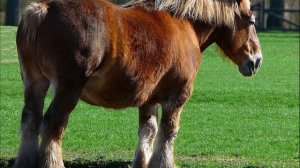 ?Породы лошадей! Брабансон! (Бельгийский тяжеловоз)