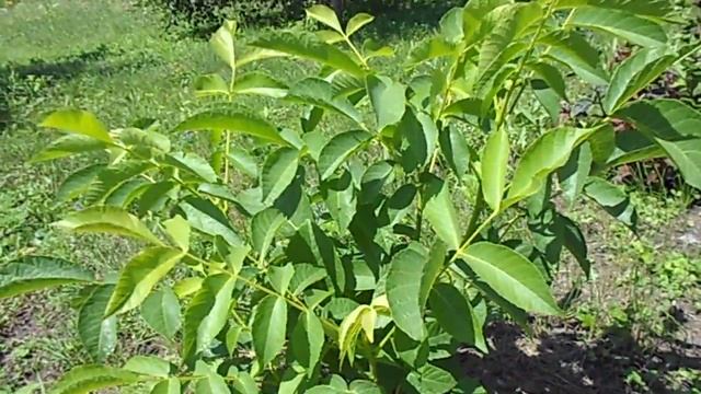 БЫСТРОПЛОДНЫЙ ГРЕЦКИЙ ОРЕХ смотреть онлайн