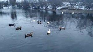 Как собрать гусей домой с реки. Легко и быстро.