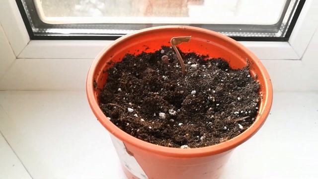 Размножение альпийской фиалки 5. Зри в корень! смотреть онлайн