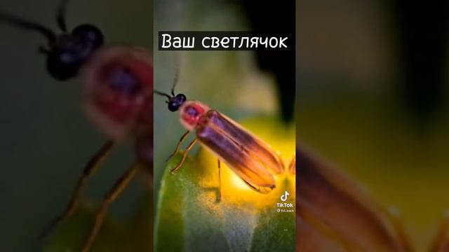 ваша против нашего смотреть онлайн