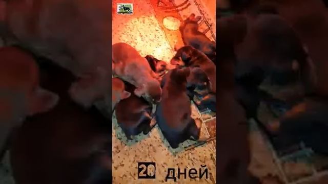 Щенки Доберманы. С 4 дня жизни по 30. смотреть онлайн