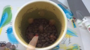 Как вырастить пальму салак или змеиный фрукт