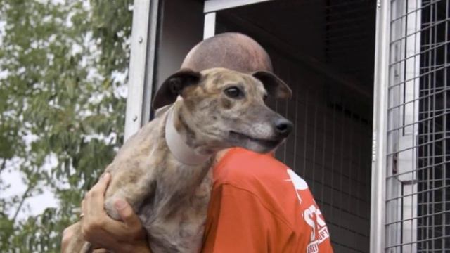 31 Retired Greyhound in Italy - 12, Sept 2009 смотреть онлайн