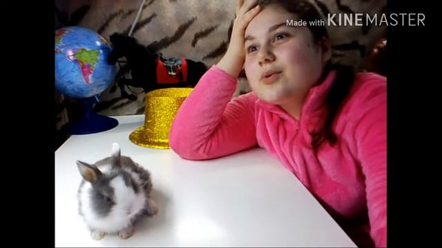 У МЕНЯ ПОЯВИЛСЯ ЗАЯЦ!!! ДЕКОРАТИВНЫЙ КРОЛИК! ИНТЕРЕСНОЕ ВИДЕО смотреть онлайн