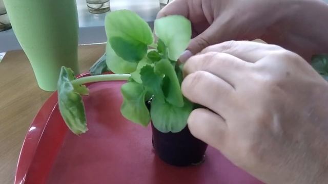 ФИАЛКИ.\Как быстро получить детку. смотреть онлайн