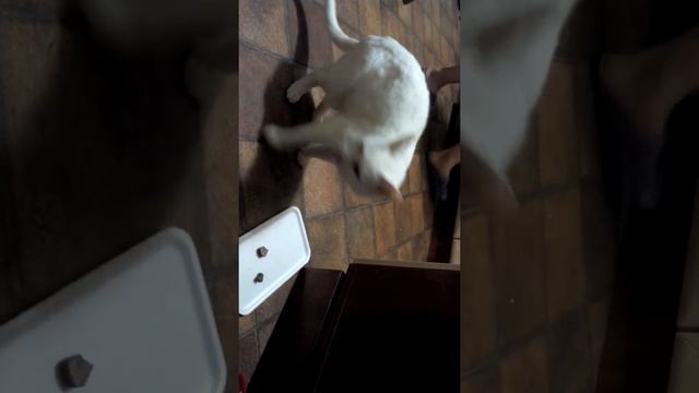 кошка ест любимое лакомство