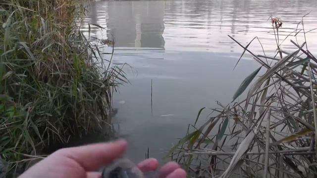 Рыбалка на _Теплой Кубани_, Поплавочная удочка, Поклевка Восьмиполосой Цихлазомы на опарыша. рыбалка смотреть онлайн