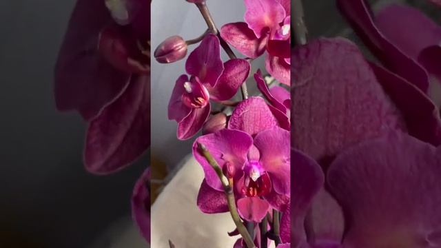 Фаленопсис Паваротти , phal. Pavarotti смотреть онлайн