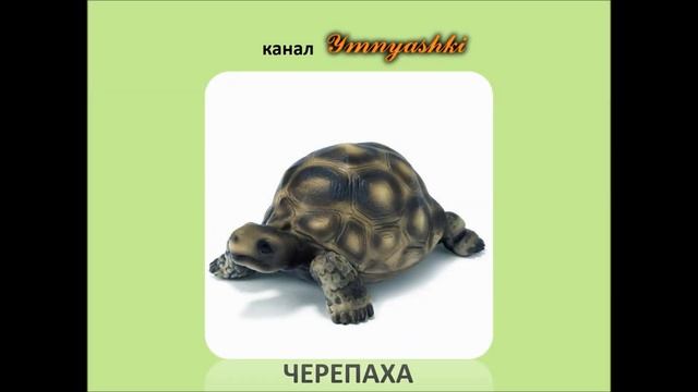 Кто живёт в зоопарке. Изучаем животных. Развивающее видео для детей смотреть онлайн