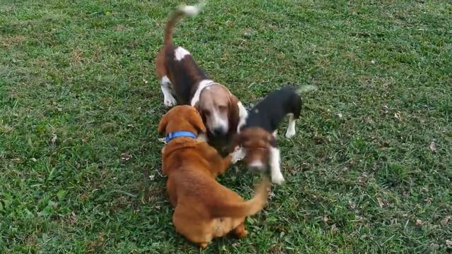 Miniature Basset Hounds at play смотреть онлайн