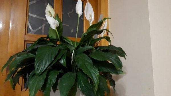 #Комнатныерастения # спатифиллум / Спатифиллум ( лат. Spathiphyllum) , цветок женского счастья