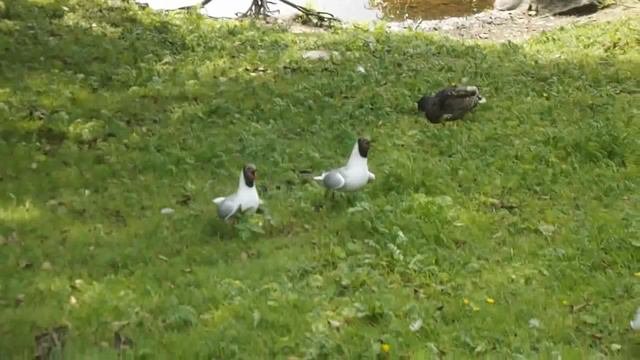 Чайки гуляют в Ораниенбауме. Санкт-Питербург (Питер). смотреть онлайн