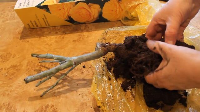 Купили саженцы розы в феврале - марте. Что делать? смотреть онлайн