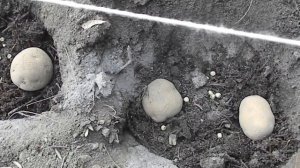 Посадка картофеля, интересным способом