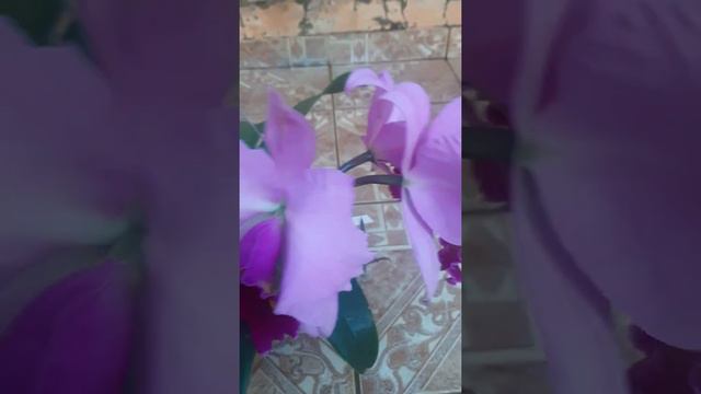 cattleya Irene finney смотреть онлайн