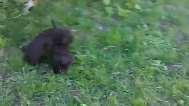 ЛАГОТО РОМАНЬОЛО - УНИКАЛНИ ЧИСТОКРЪВНИ КУТРЕТА смотреть онлайн