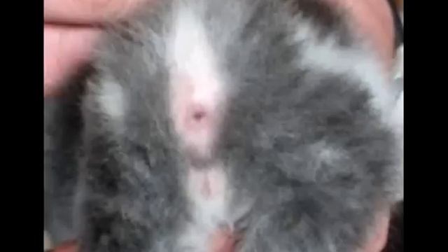определение пола котенка смотреть онлайн
