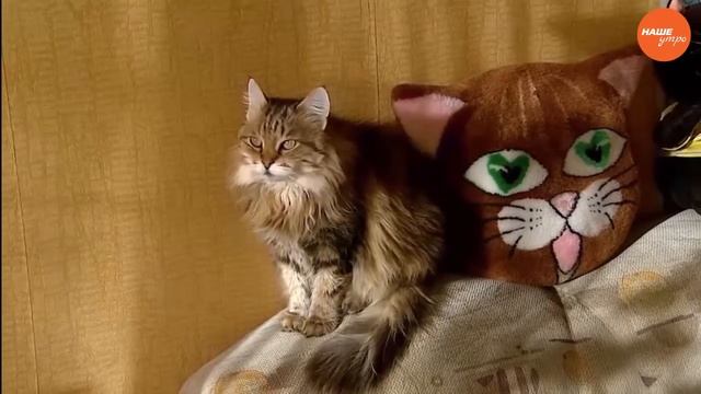 совету по уходу за кошками смотреть онлайн