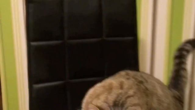 Морти и салат смотреть онлайн